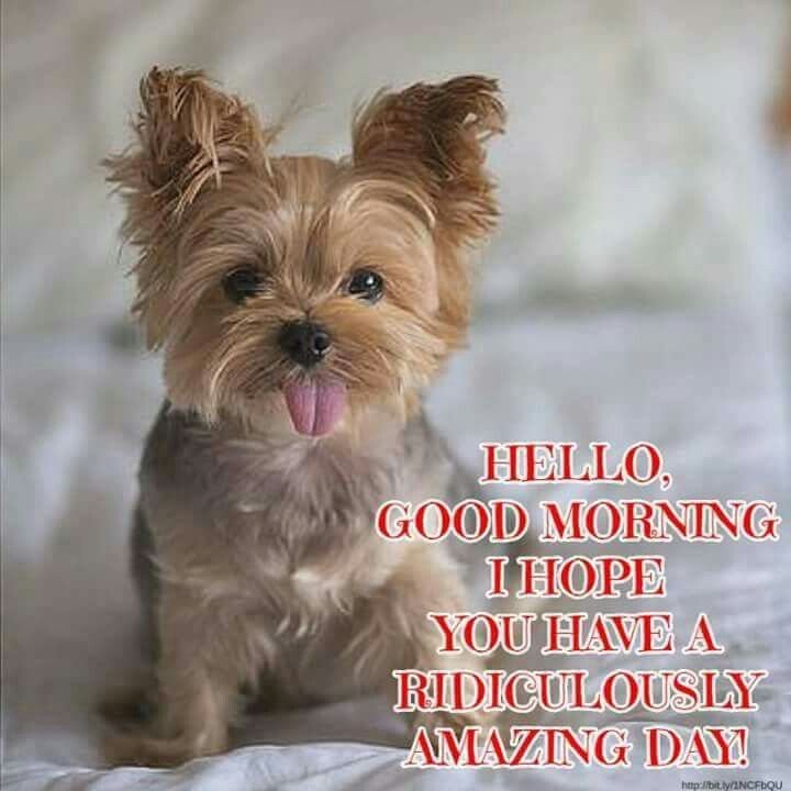 Good Morning Animal Images I hope  you hace amazing day