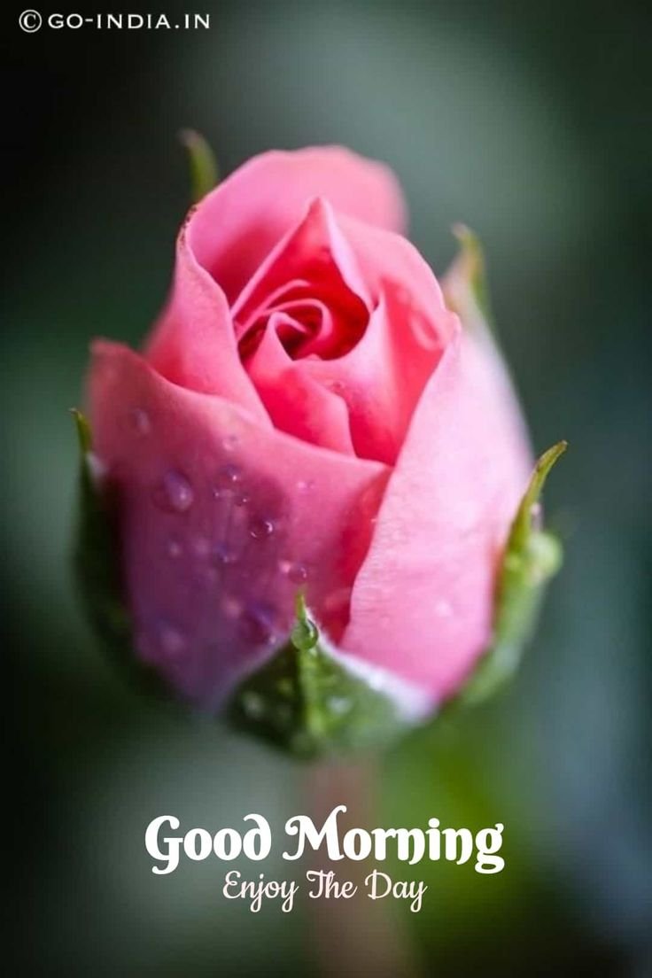 beautiful good morning rose
