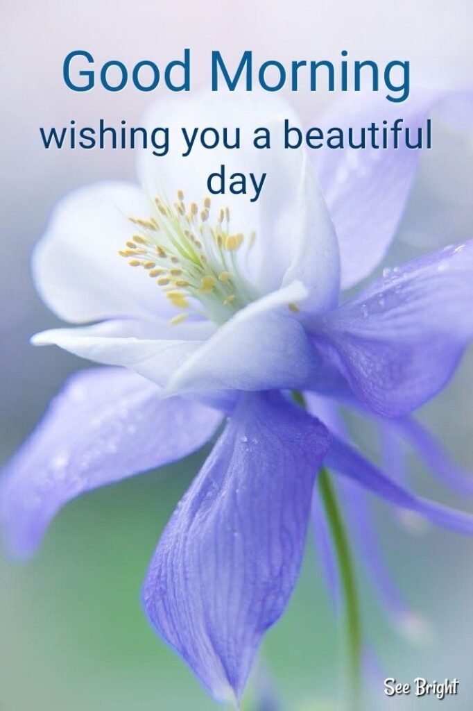 Good Morning flowers Images with Messages