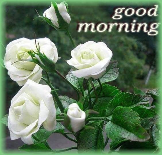 Rose White Wishes Good Morning Image
