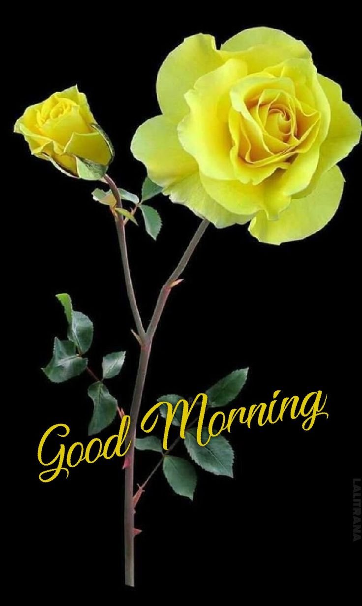 rose yellow wishes good morning image