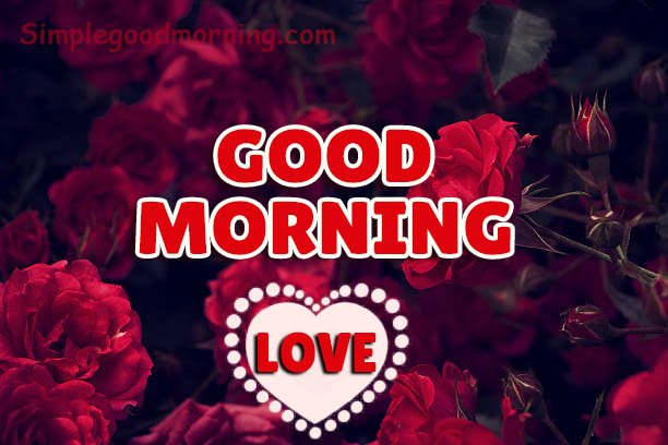 50+ Good Morning Red Rose Images