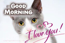 cat morning image