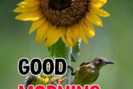 Sunflower-Images-for-Good-Morning